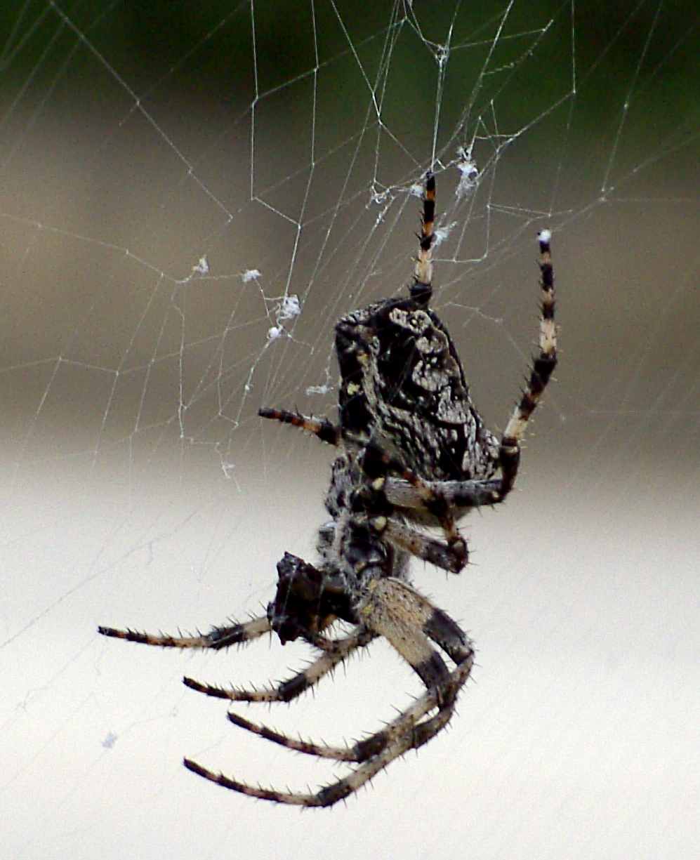 Araneus sp.